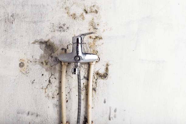 Best Professional Mold Removal  in East Northport, NY