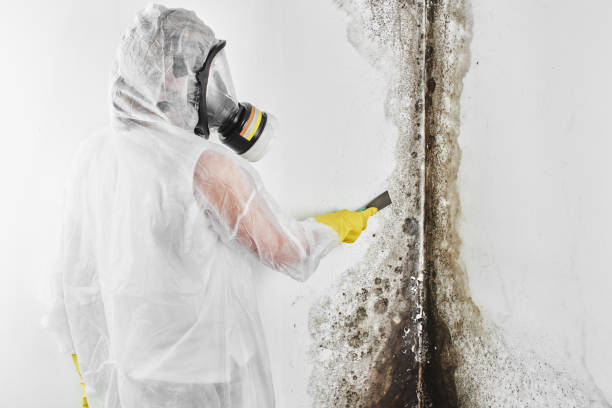 Best Certified Mold Removal  in East Northport, NY