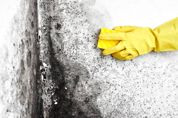 Best Residential Mold Removal  in East Northport, NY