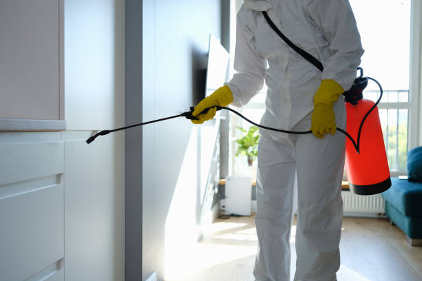 Home Mold Removal in East Northport, NY